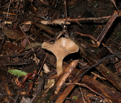 Singerocybe clitocyboides