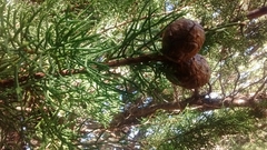 Cupressus pygmaea