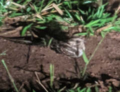 Hydropsalis torquata