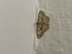 Psilalcis galsworthyi