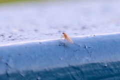 Lonchoptera bifurcata