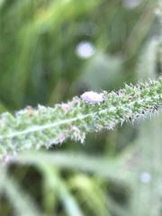 Macrosiphum albifrons