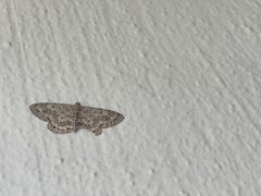 Percnia