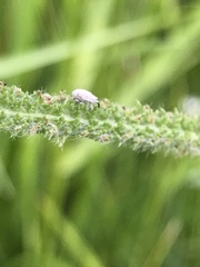 Macrosiphum albifrons