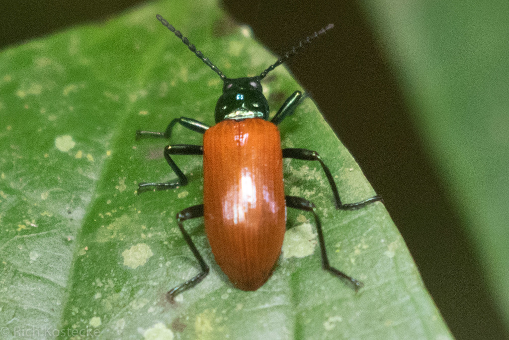 Strongylium gerstaeckeri