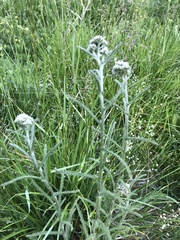 Macrosiphum albifrons