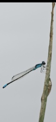 Enallagma geminatum