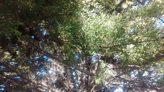 Cupressus pygmaea