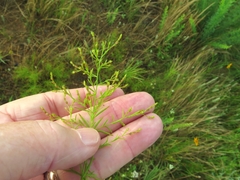 Lechea tenuifolia
