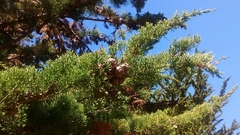 Cupressus pygmaea
