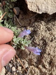 Penstemon caespitosus