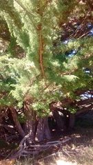 Cupressus pygmaea