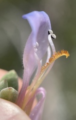 Penstemon caespitosus
