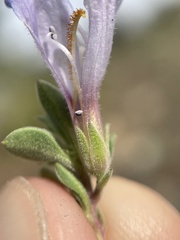 Penstemon caespitosus
