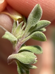 Penstemon caespitosus