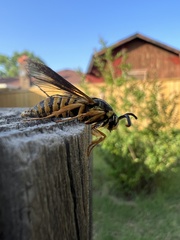 Paranthrene simulans