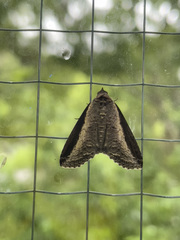 Lophoptera squammigera
