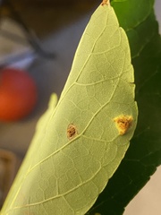 Eriophyidae
