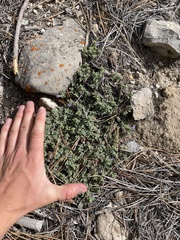 Penstemon caespitosus