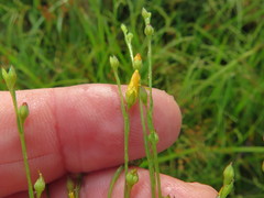 Linum medium texanum