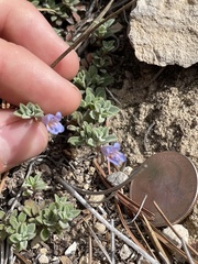 Penstemon caespitosus
