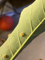 Eriophyidae