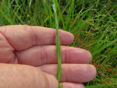 Linum medium texanum