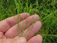 Linum medium texanum