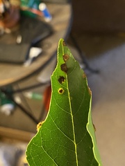Eriophyidae
