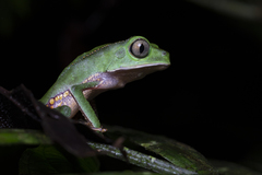 White-Lined Leaf Frog photo 2