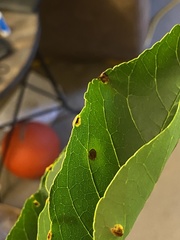 Eriophyidae