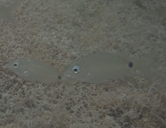 Diplodus bermudensis