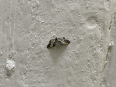 Pyralis pictalis