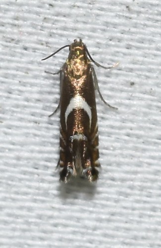Yellow Nutsedge Moth photo 3