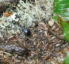 Scaphinotus angusticollis