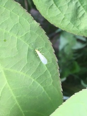 Alloperlini