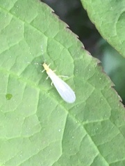 Alloperlini