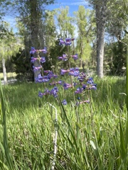 Penstemon pachyphyllus congestus