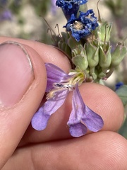 Penstemon pachyphyllus congestus