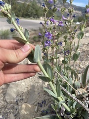 Penstemon pachyphyllus congestus