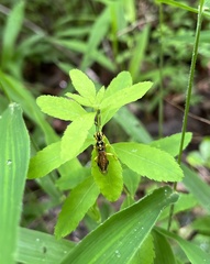Pamphilius phyllisae