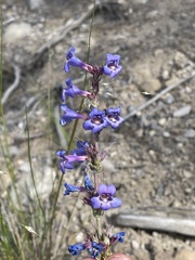 Penstemon pachyphyllus congestus