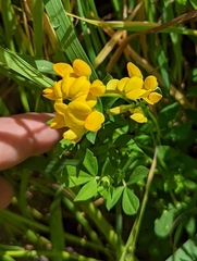 Lotus corniculatus