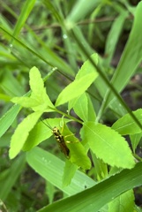 Pamphilius phyllisae
