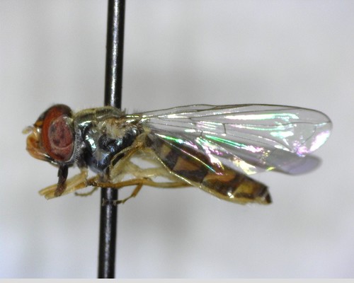 iNaturalist observation photo of Margined Calligrapher