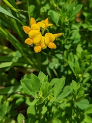 Lotus corniculatus