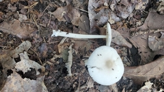 Amanita vaginata alba