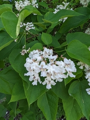 Catalpa speciosa