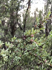Leptospermum glaucescens