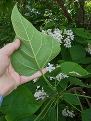 Catalpa speciosa